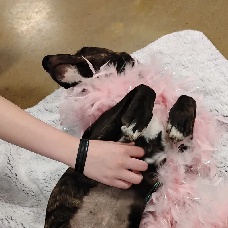 Peggy  Brindle Plott thumbnail 2