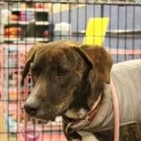 Peggy  Brindle Plott thumbnail 3