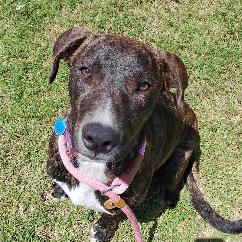 Peggy  Brindle Plott thumbnail 4