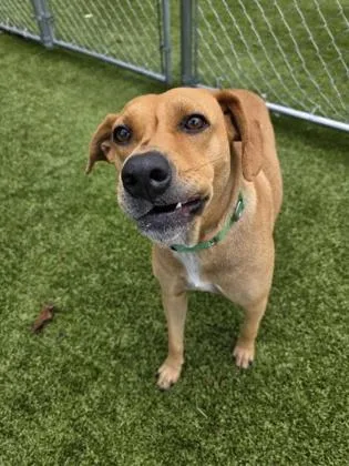 An adult medium-sized female Mixed Breed dog named Honey Dew for adoption in Savannah, GA