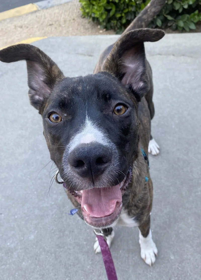 A young medium-sized female Boxer dog named Cheerio for adoption in Davis, CA