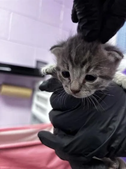 A baby small-sized male Gray / Blue / Silver Domestic Short Hair cat named 61673323 for adoption in El Paso, TX