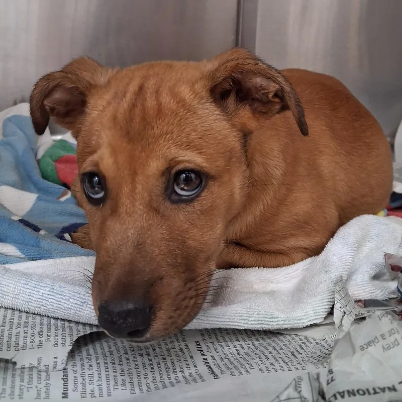 A baby small-sized female Brown / Chocolate Mixed Breed dog named Fern for adoption in Auburn, AL