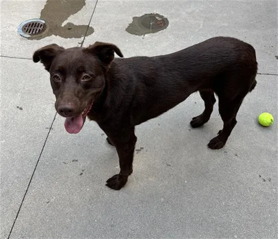 A young medium-sized female Flat-Coated Retriever dog named Dove for adoption in Dayton, OH