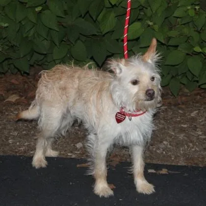 A young small-sized male Terrier dog named Odie for adoption in Elk Grove Village, IL
