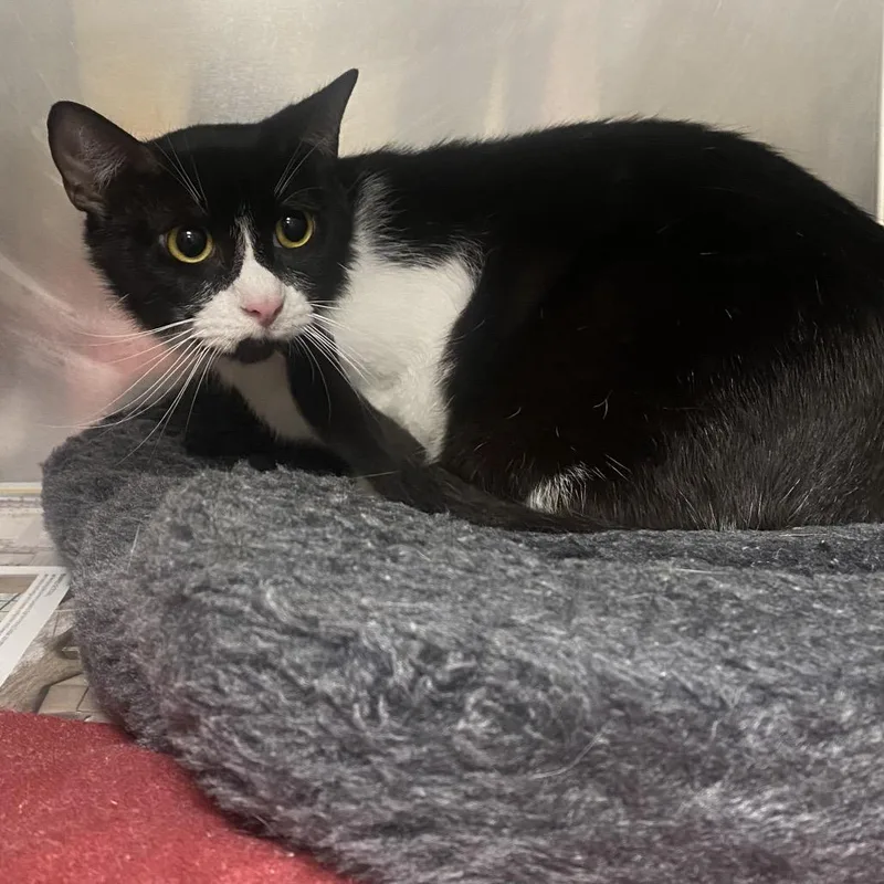 A young medium-sized female Black Domestic Short Hair cat named Eleanor for adoption in Milton, FL
