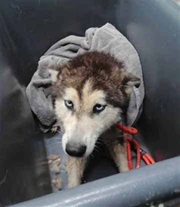 A young medium-sized female Siberian Husky dog named Izzy for adoption in Albuquerque, NM