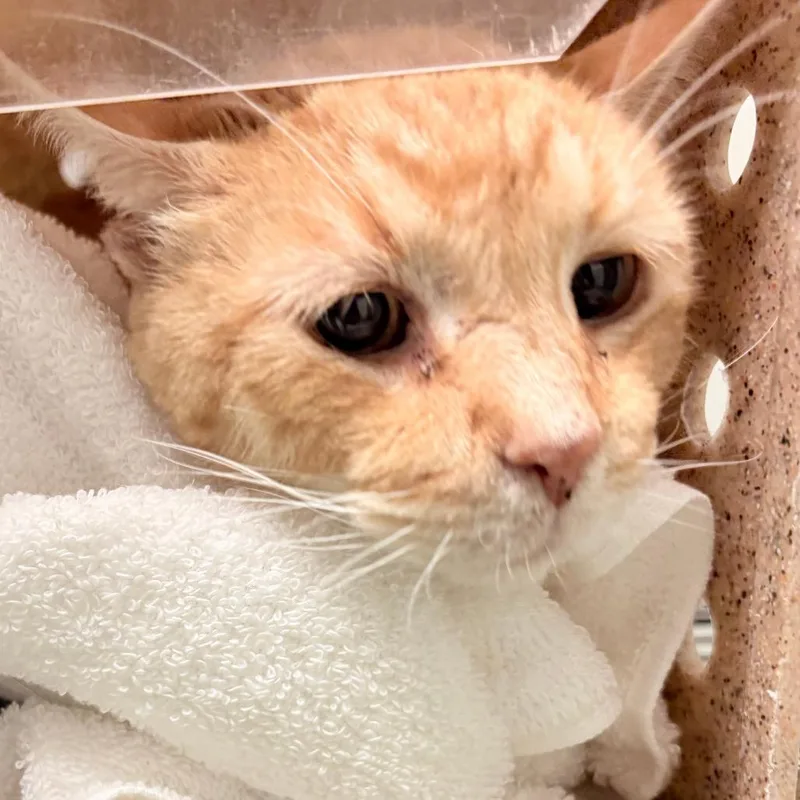 An adult large-sized male Buff / Tan / Fawn Domestic Short Hair cat named Jay for adoption in Philadelphia, PA
