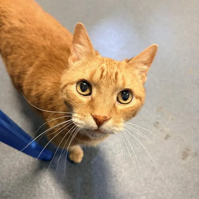 A senior small-sized male Domestic Short Hair cat named Morgan for adoption in San Antonio, TX