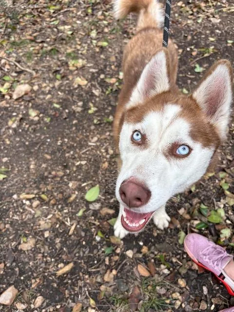 A young medium-sized male Siberian Husky dog named Baron for adoption in New Braunfels, TX