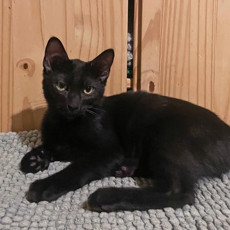 Scarpaccia thumbnail 2