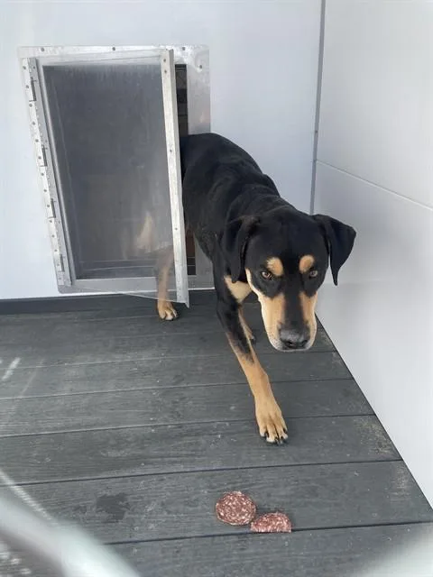 An adult large-sized male Labrador Retriever dog named Calvin for adoption in Casper, WY