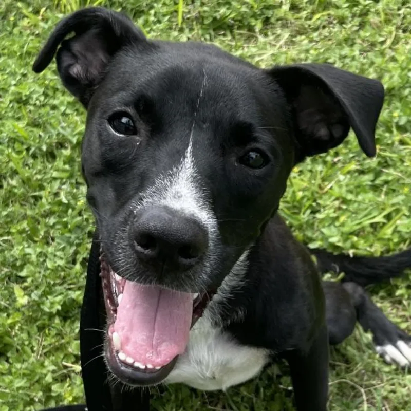 An adult medium-sized male Boxer dog named Lucky for adoption in Laredo, TX