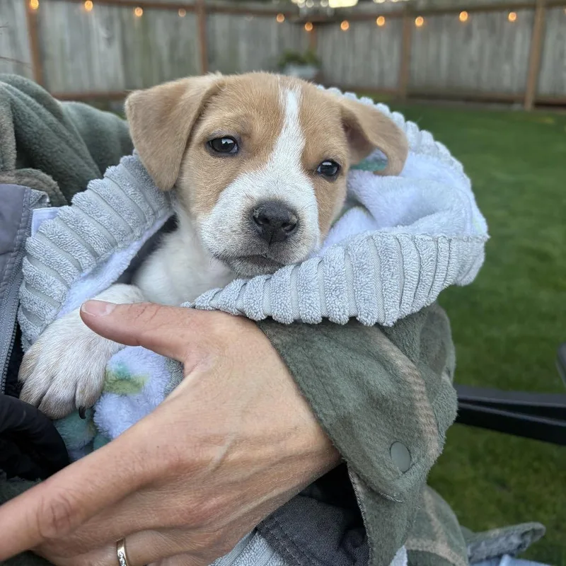 Willie Nelson thumbnail 2