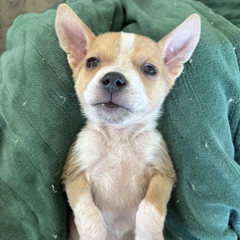 Willie Nelson thumbnail 3