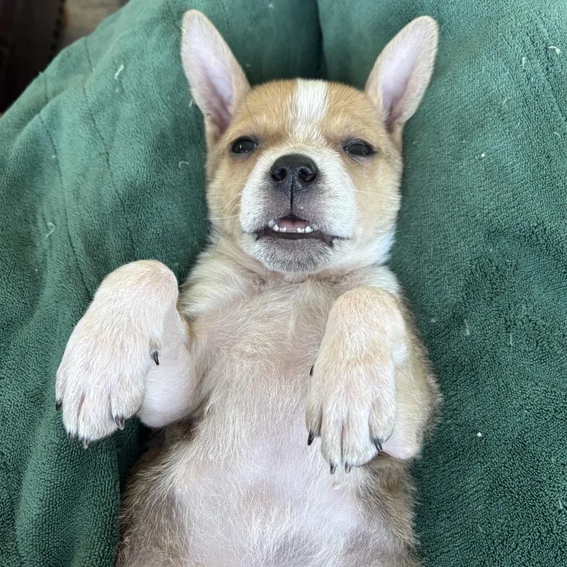 Willie Nelson thumbnail 4