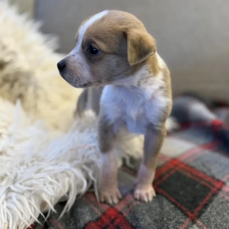 Willie Nelson thumbnail 5