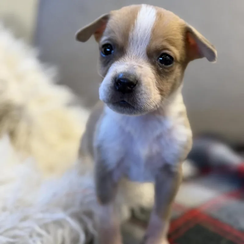 Willie Nelson thumbnail 6