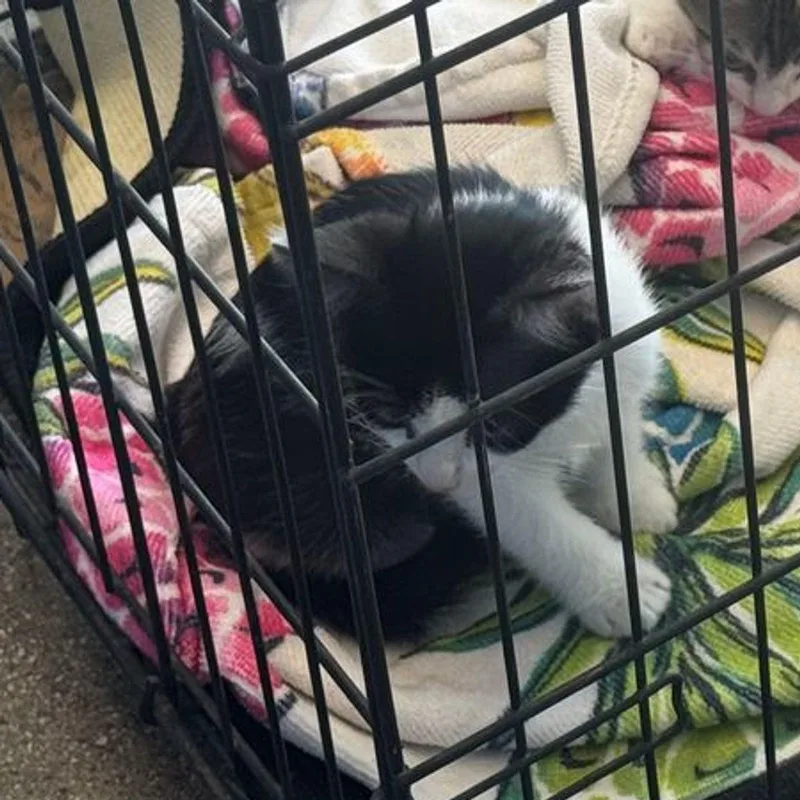 A young small-sized male Black Domestic Short Hair cat named Sarabi for adoption in Kingman, AZ