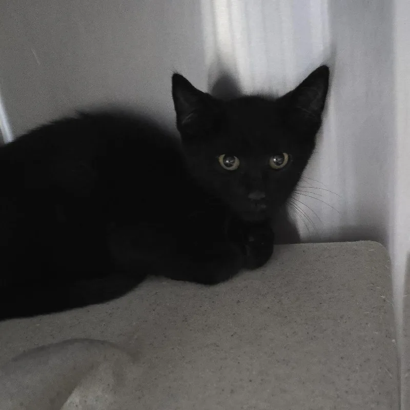 A baby small-sized male Black Domestic Short Hair cat named Macer for adoption in Yanceyville, NC