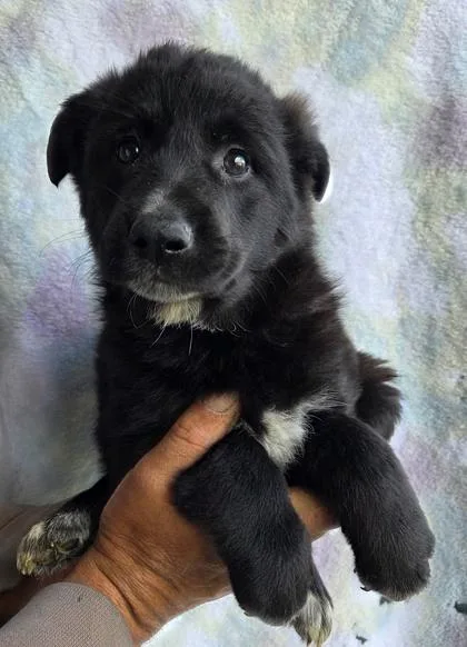 A baby large-sized male Alaskan Malamute dog named Nike for adoption in Malvern, PA