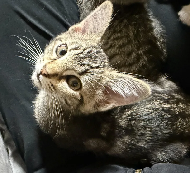 A baby small-sized female Tabby (Gray / Blue / Silver) Domestic Short Hair cat named Patsy for adoption in Portland, OR