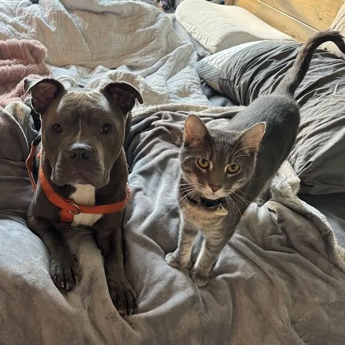 An adult medium-sized male Pit Bull Terrier dog named Reuben for adoption in Charlotte, NC