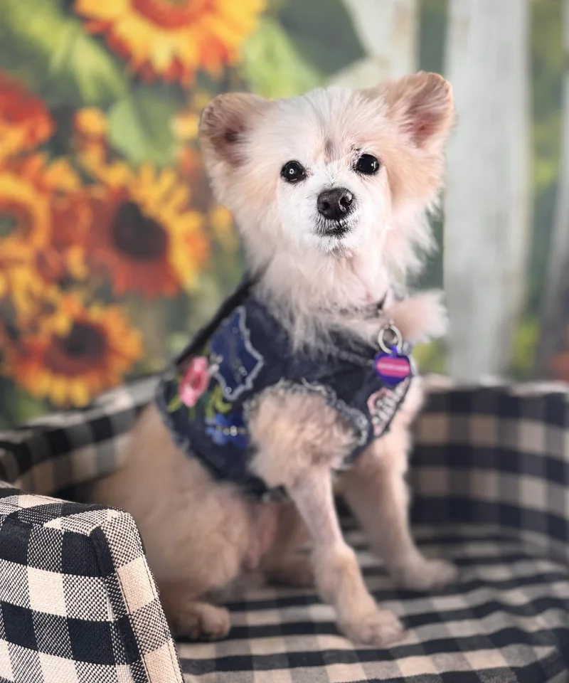 An adult small-sized female Pomeranian dog named Angelhair for adoption in Garland, TX