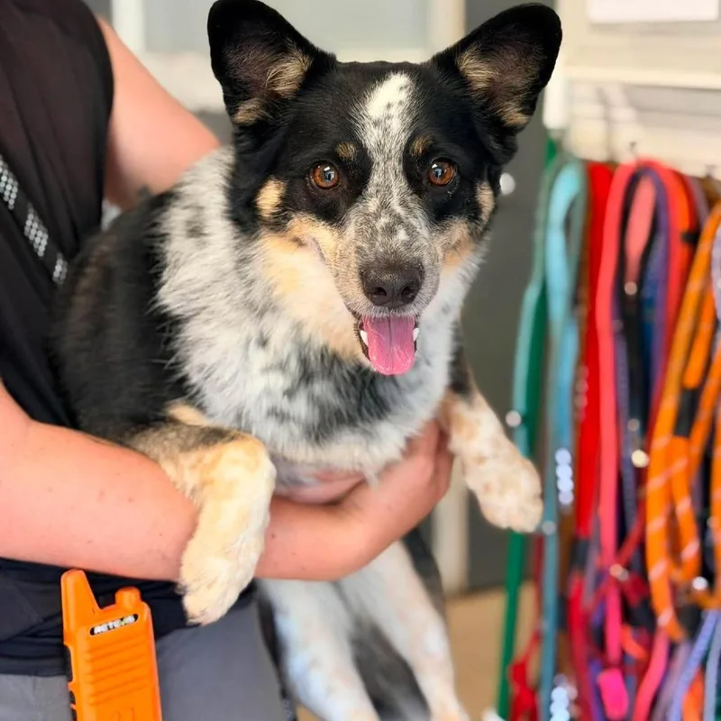 An adult small-sized female Black Mixed Breed dog named Frieren Stray Hold for adoption in Huntington, WV