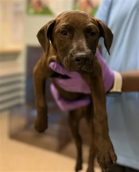 A baby small-sized female Labrador Retriever dog named Penny for adoption in Miami, FL