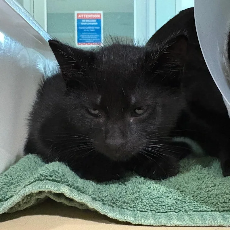 A baby small-sized male Gray / Blue / Silver Domestic Short Hair cat named Harry for adoption in Leander, TX
