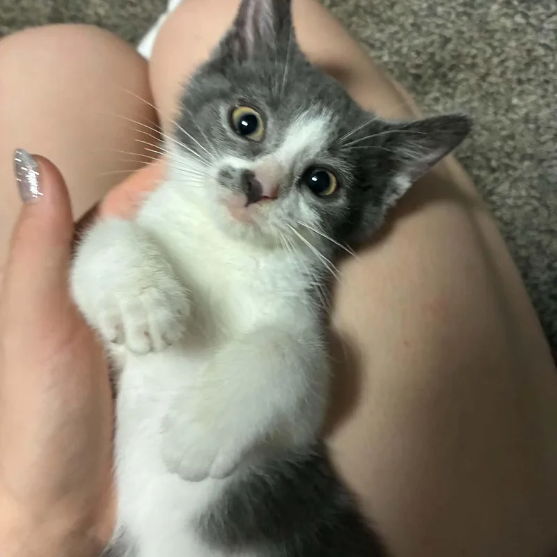 A baby medium-sized male Gray / Blue / Silver Domestic Short Hair cat named Viper for adoption in Fairborn, OH