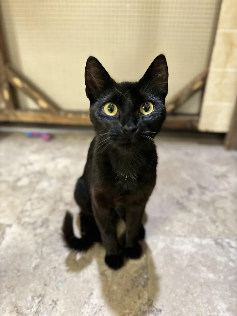 An adult medium-sized female Black Domestic Short Hair cat named Bee for adoption in Dodgeville, WI