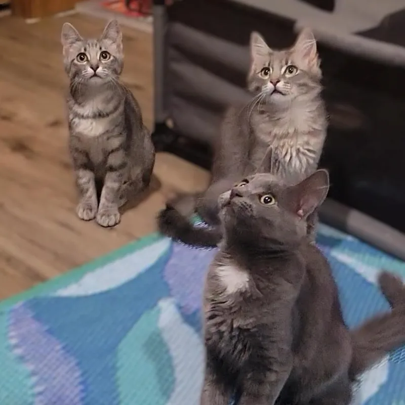 A baby large-sized male Gray / Blue / Silver Domestic Long Hair cat named Frodo Baggins for adoption in OVERLAND PARK, KS