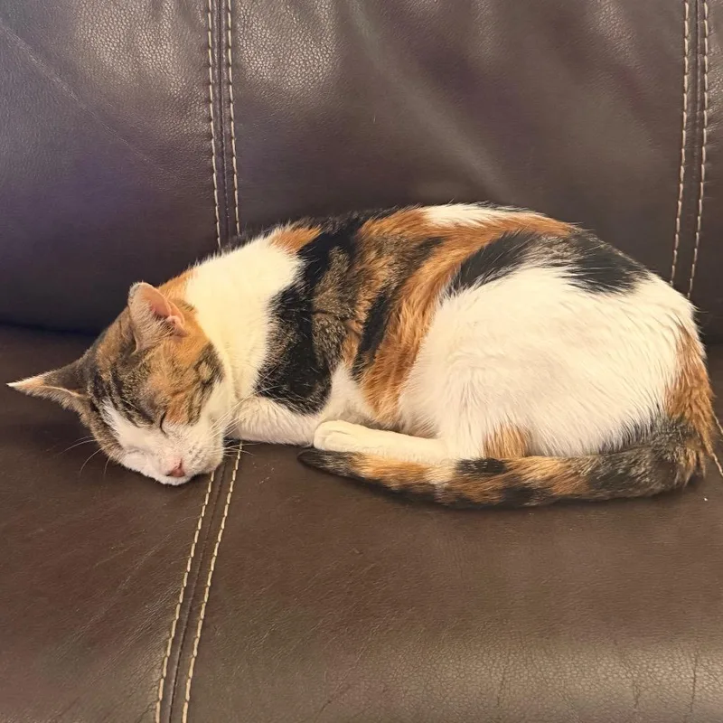 An adult medium-sized female Calico Domestic Short Hair cat named Rosella for adoption in Flower Mound, TX