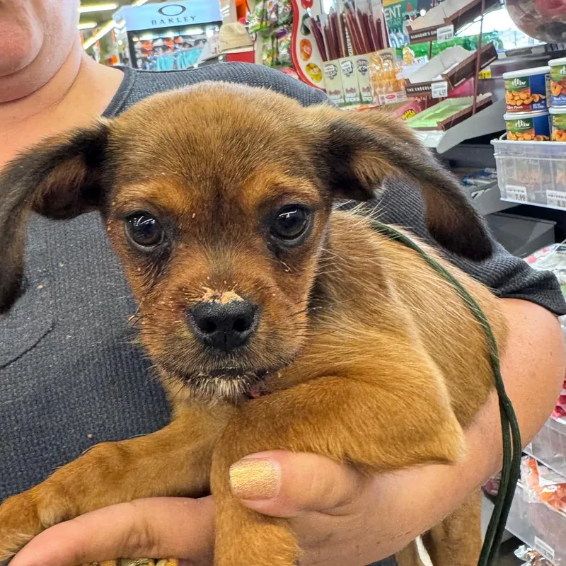 A baby small-sized male Brown / Chocolate Chihuahua dog named Teddy for adoption in West Plains, MO