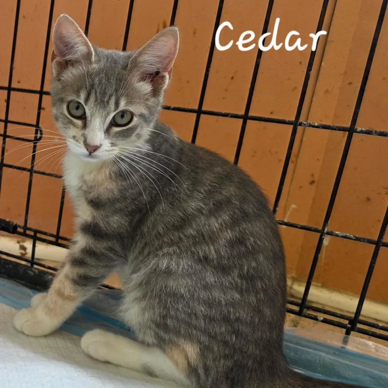 A baby small-sized female Gray / Blue / Silver Domestic Short Hair cat named Cedar for adoption in Waldorf, MD