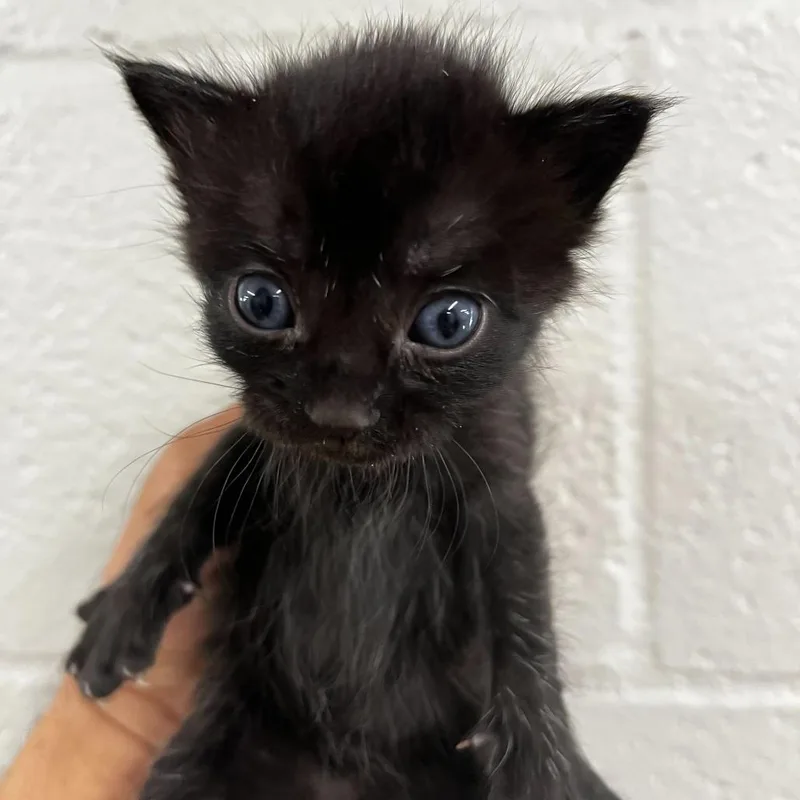 A baby small-sized male Black Domestic Short Hair cat named Banana Peel for adoption in Los Angeles, CA