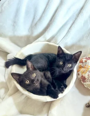 A baby small-sized male Bombay cat named Spider & Sully BONDED for adoption in Boca Raton, FL