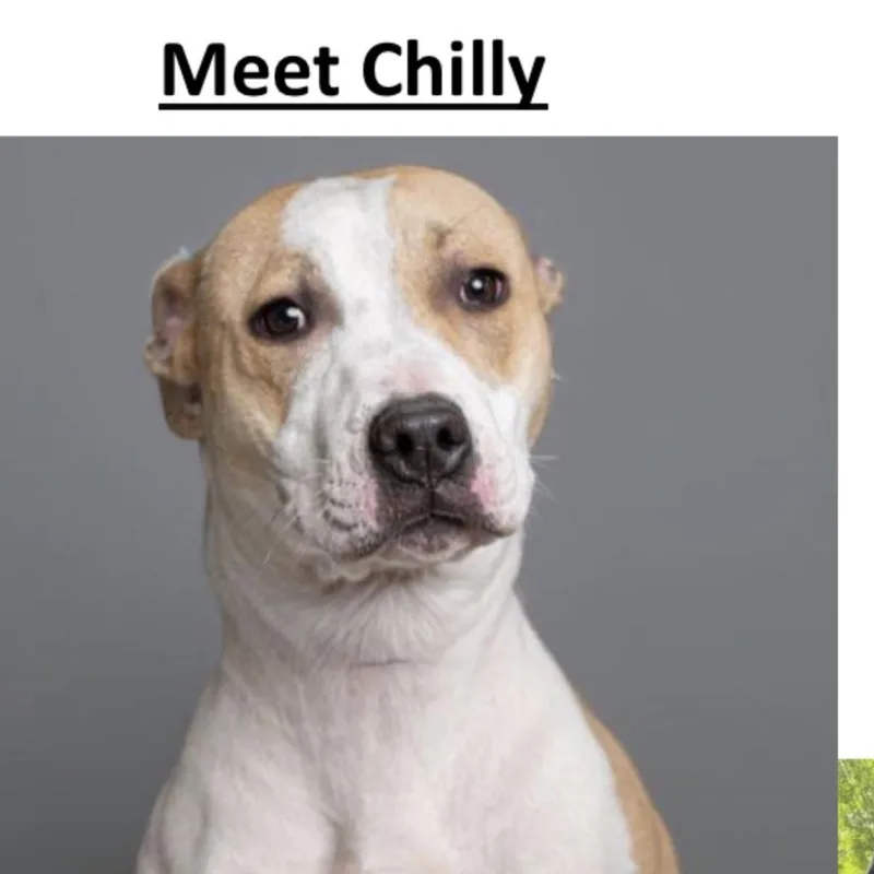 Chilly thumbnail 2