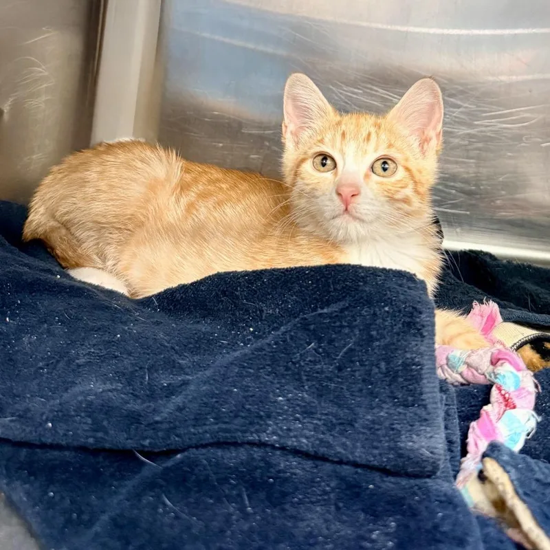 A baby small-sized female Orange / Red Domestic Short Hair cat named Fawn for adoption in Palm Springs, CA