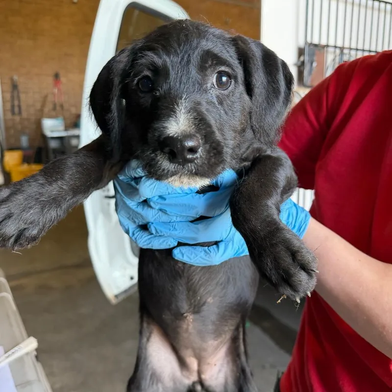 A baby small-sized female Black Pit Bull Terrier dog named Payton for adoption in Birmingham, AL
