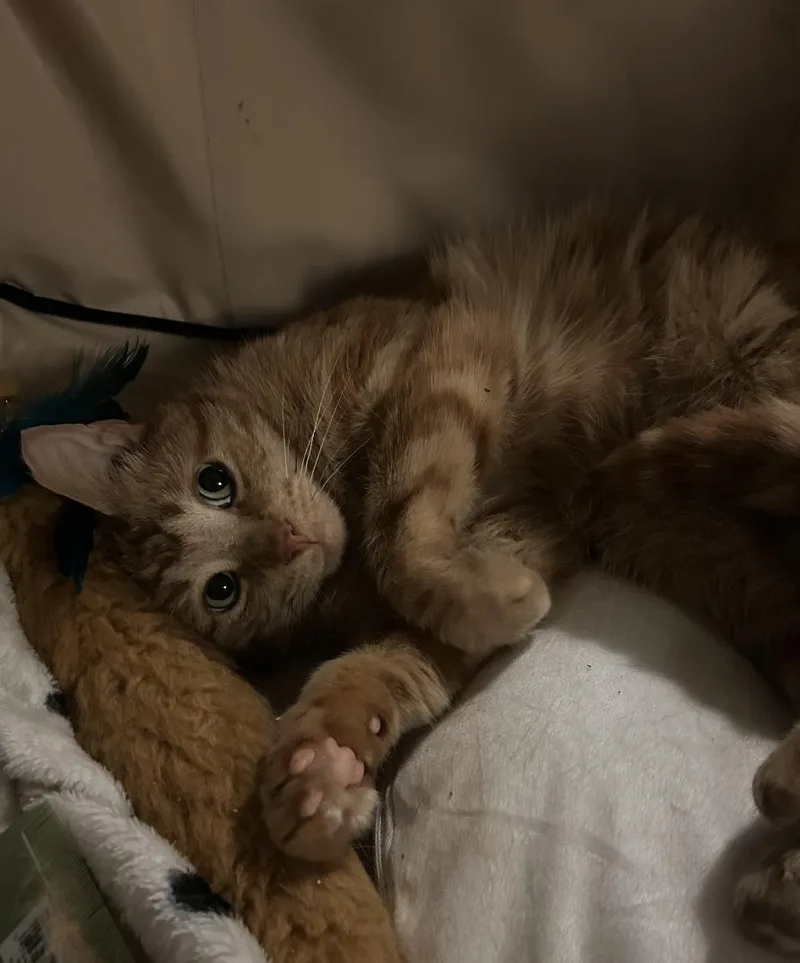 An adult medium-sized male Orange / Red Domestic Short Hair cat named Spot for adoption in Brooklyn, NY