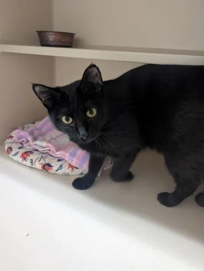 An adult small-sized female Domestic Short Hair cat named Margy for adoption in Divide, CO