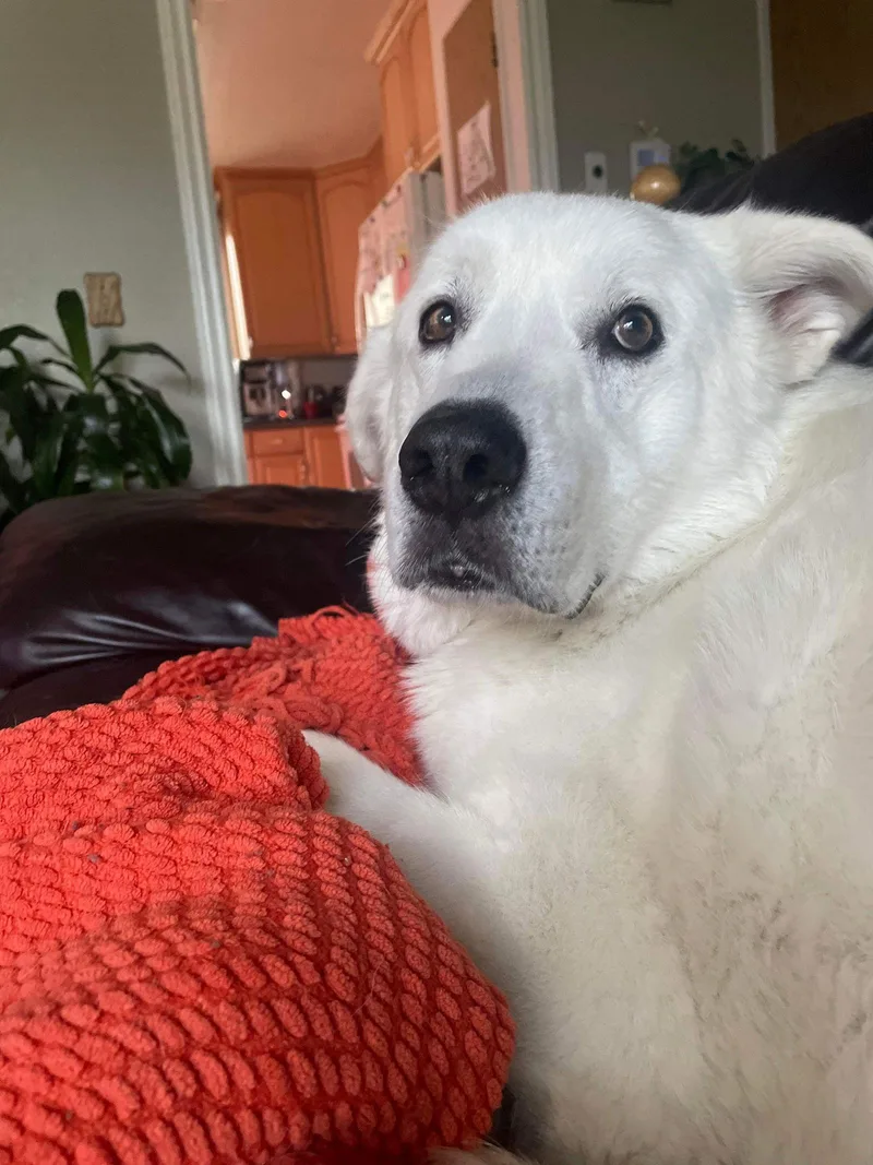 Sokkaodin thumbnail 3