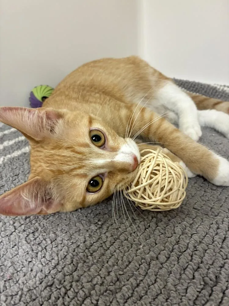 A baby medium-sized male Domestic Short Hair cat named Iroh for adoption in Elmsford, NY
