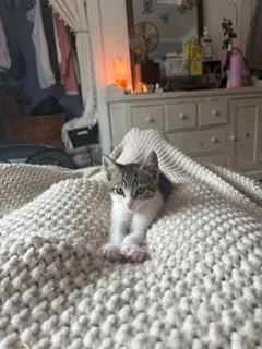 A baby small-sized female Domestic Short Hair cat named Pebble for adoption in Santa Cruz, CA
