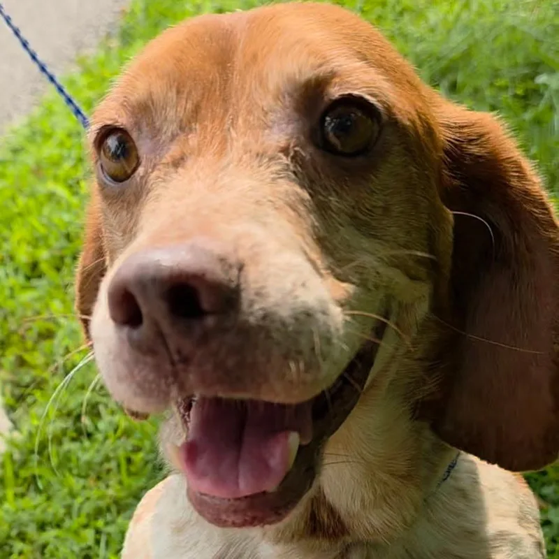 A senior small-sized male Yellow / Tan / Blond / Fawn Beagle dog named Waldorf for adoption in Jasper, IN