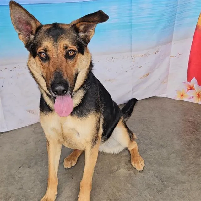 An adult medium-sized male German Shepherd Dog dog named Charlie for adoption in Wylie, TX