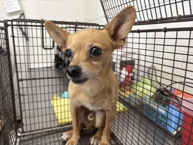 Bambino